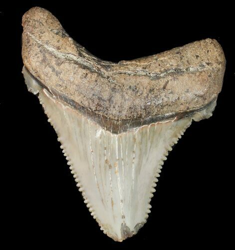 Fossil Angustidens Shark Tooth - Megalodon Ancestor #46840